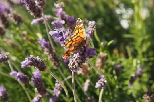Indómito Elqui (21)